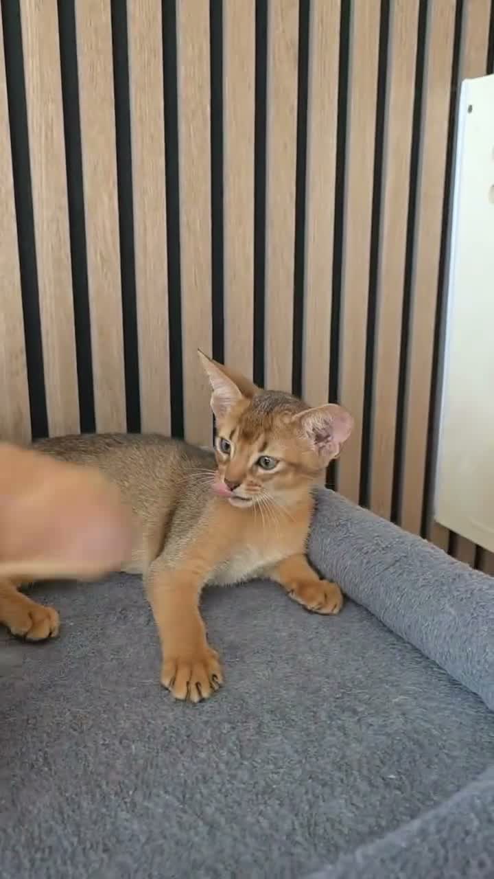 Abyssinian cats for sale: Pure Pedegree Aby kitten - Video 2