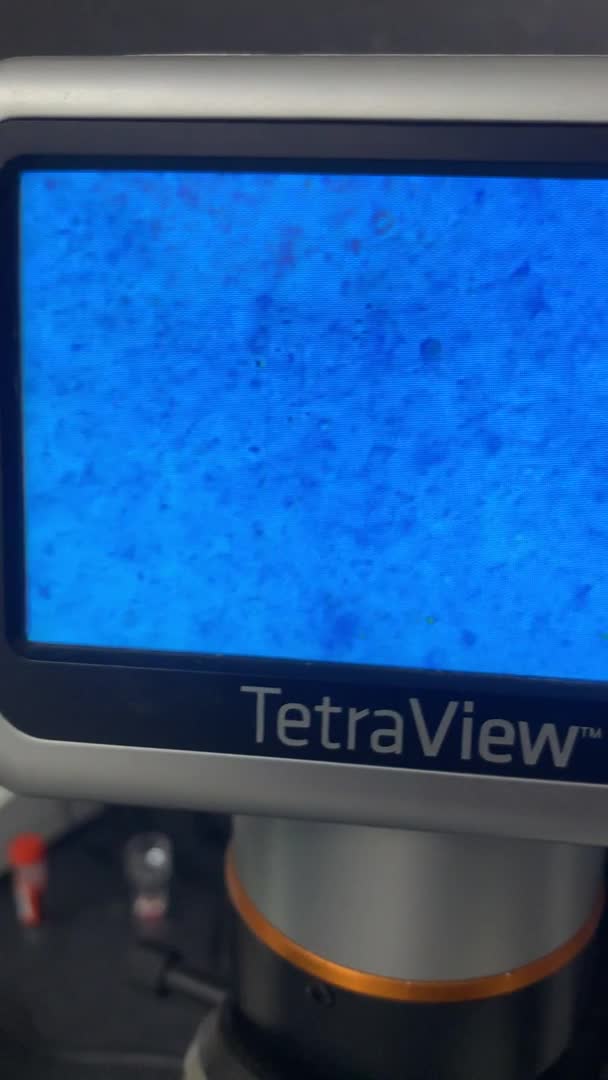 French Bulldog dogs for stud: GHENGHIS HAAN MICRO 🤏NEW SHADE IN THE WORLD in Dewsbury - Video 1