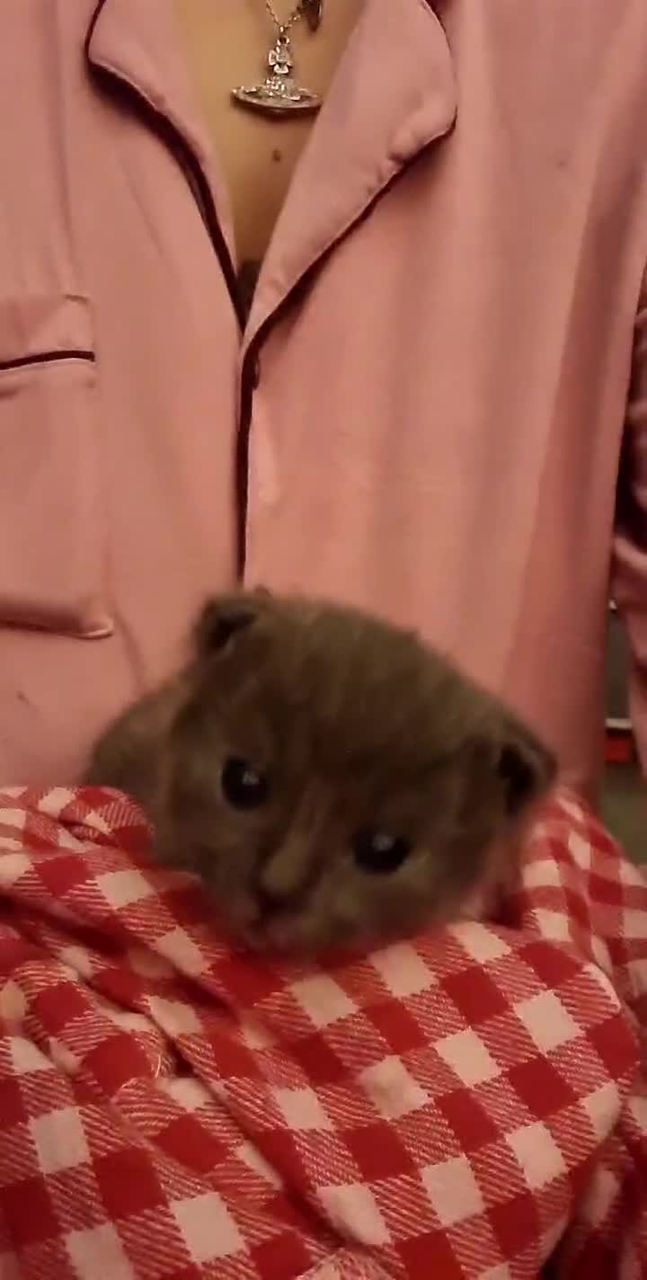 British Shorthair cats for sale: Bsh/russian blue babies 👶  - Video 1