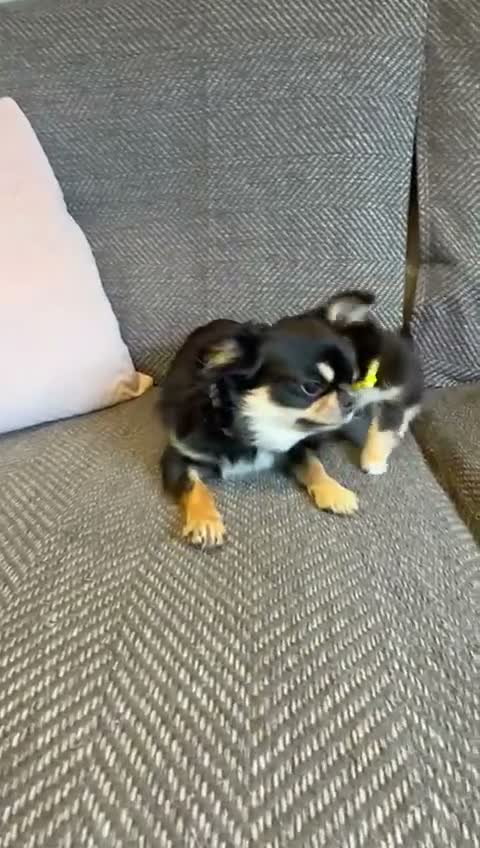Chihuahua dogs for sale: 1 TINY KC REG boy ready to go to new home now - Video 1