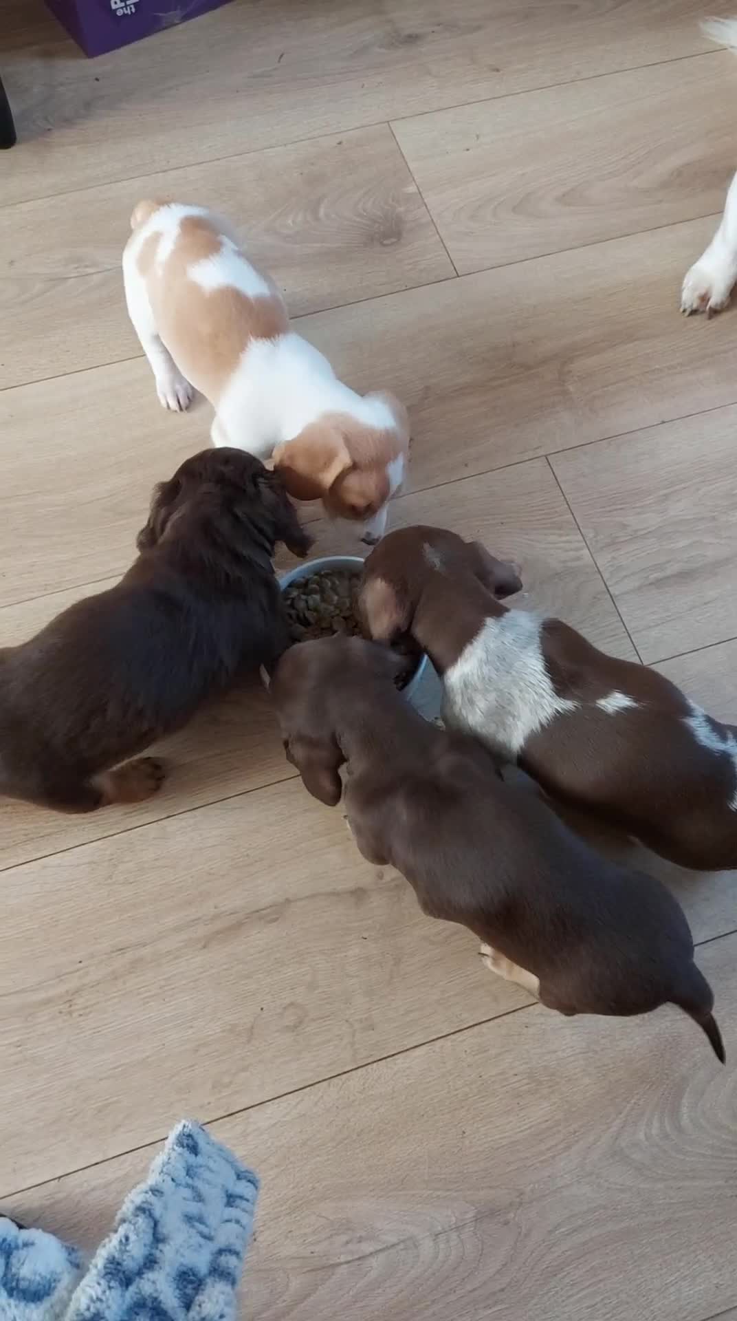 Miniature Dachshund dogs for sale: Miniature Dachshund Puppies - Video 2