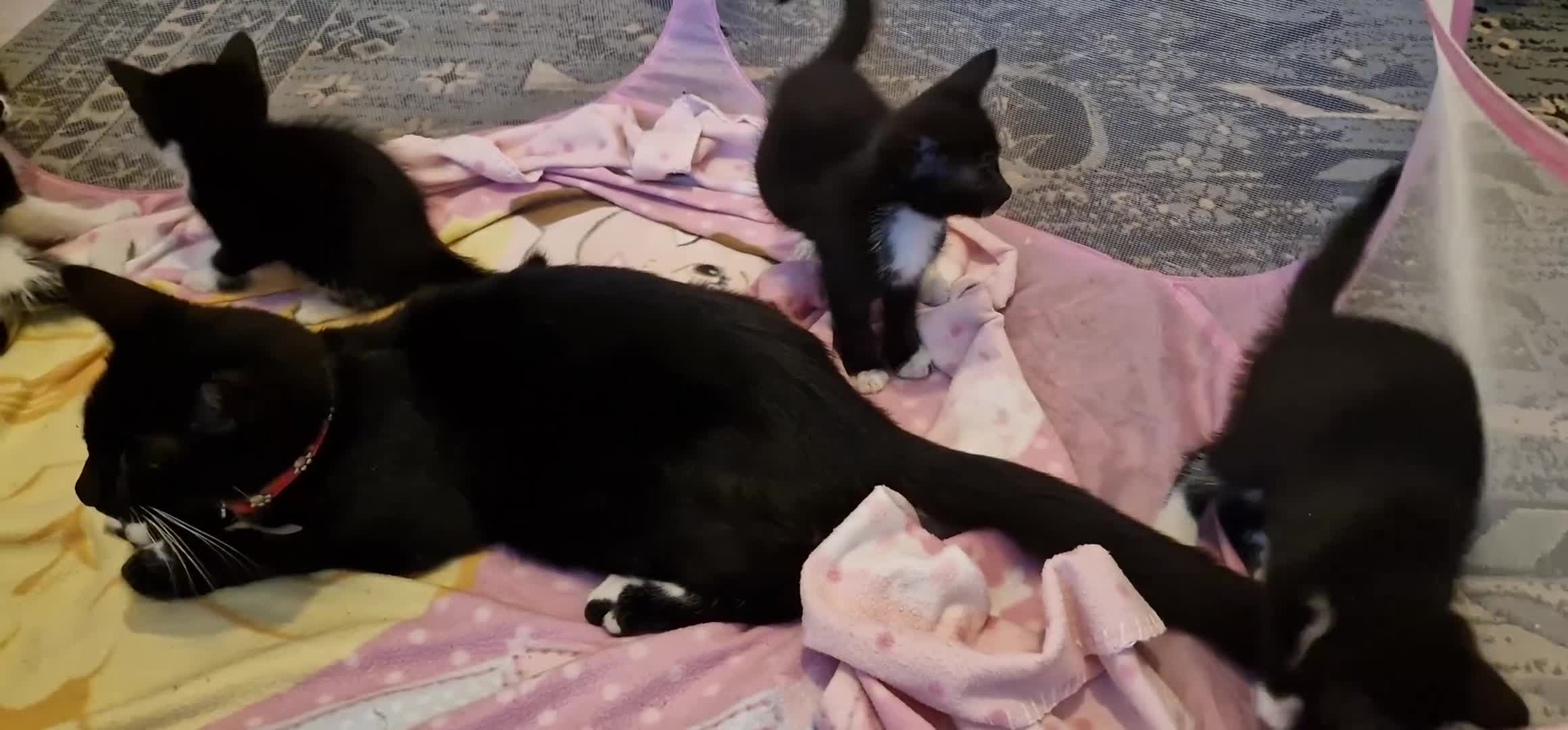 Mixed Breed cats for sale: 8 weeks old kittens ip3 (mum is half maine coon) - Video 2