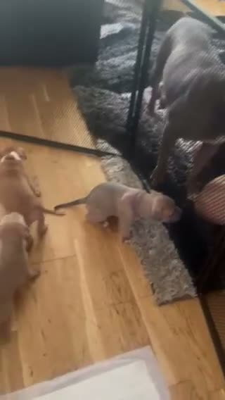 Mixed Breed dogs for sale: Gorgeous Staffordshire pups for sale in Broadstairs - Video 1