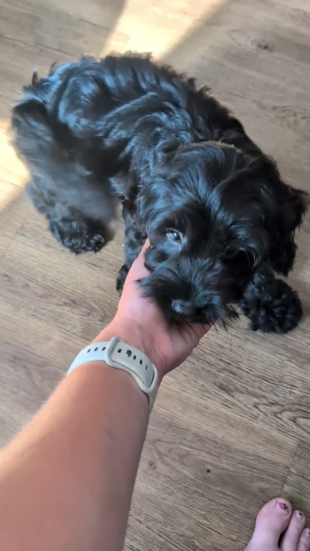 Cockapoo dogs for sale: 10 weeks old black boy ready now: Licensed breeder - Video 2