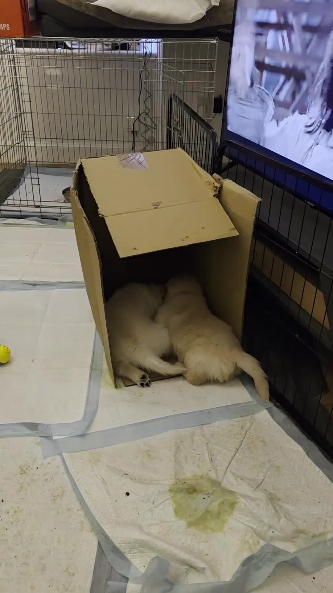 Golden Retriever dogs for sale: Golden retriever puppies - Video 1