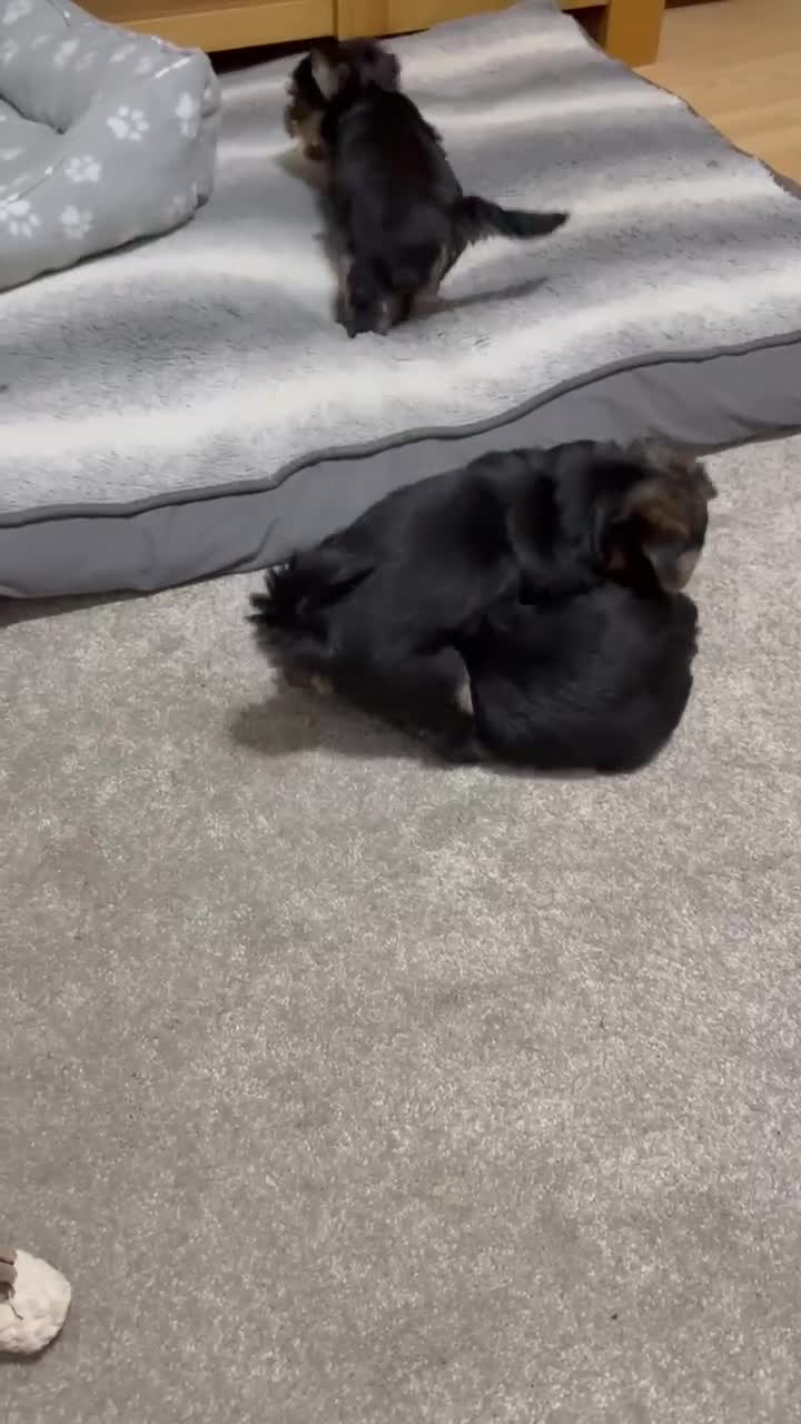 Yorkshire Terrier dogs for sale: KC registered Sweet Yorkshire terier puppies!!! - Video 1