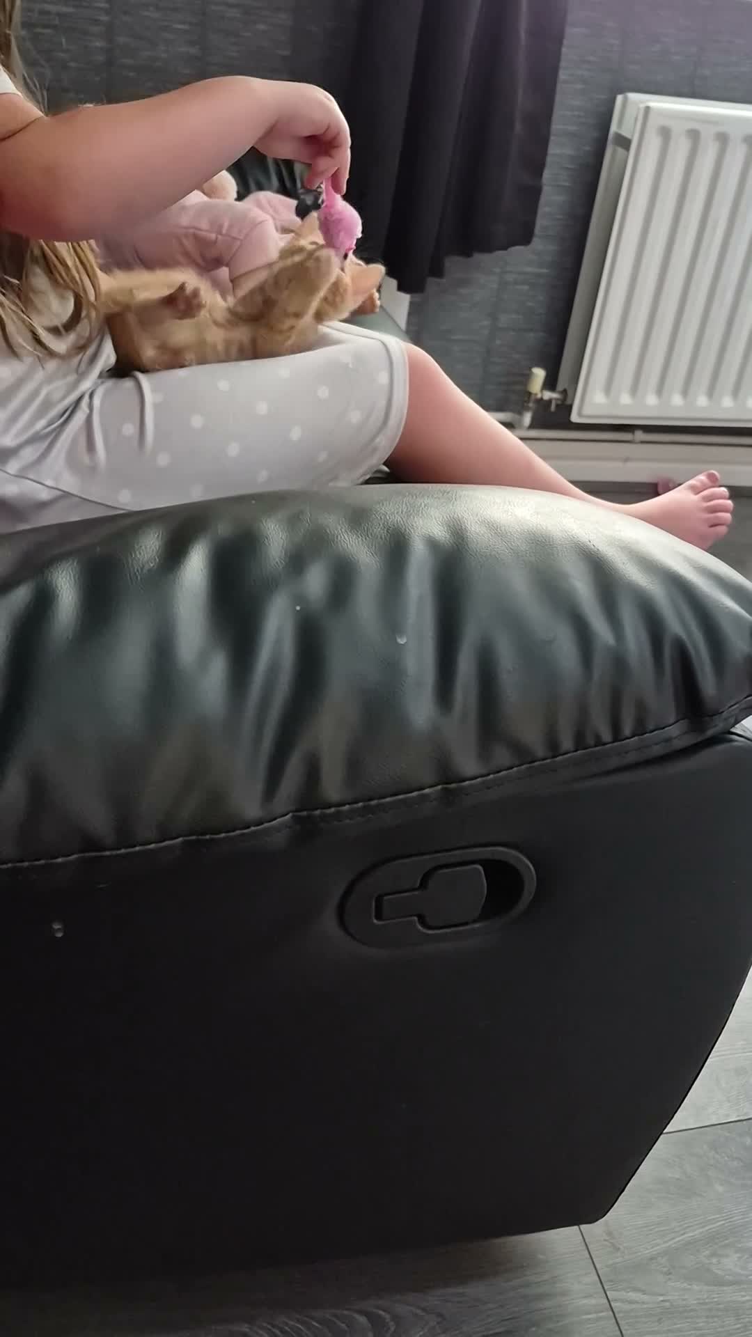 Mixed Breed cats for sale: Beatiful friendly kittens - Video 1