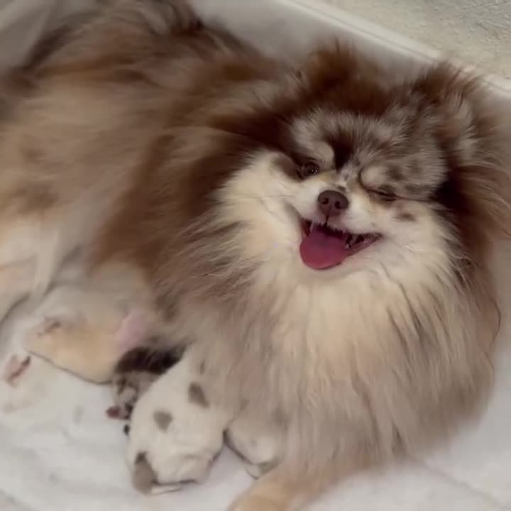 Pomeranian dogs for sale: Adorable Pomeranian Puppies for Sale. - Video 2