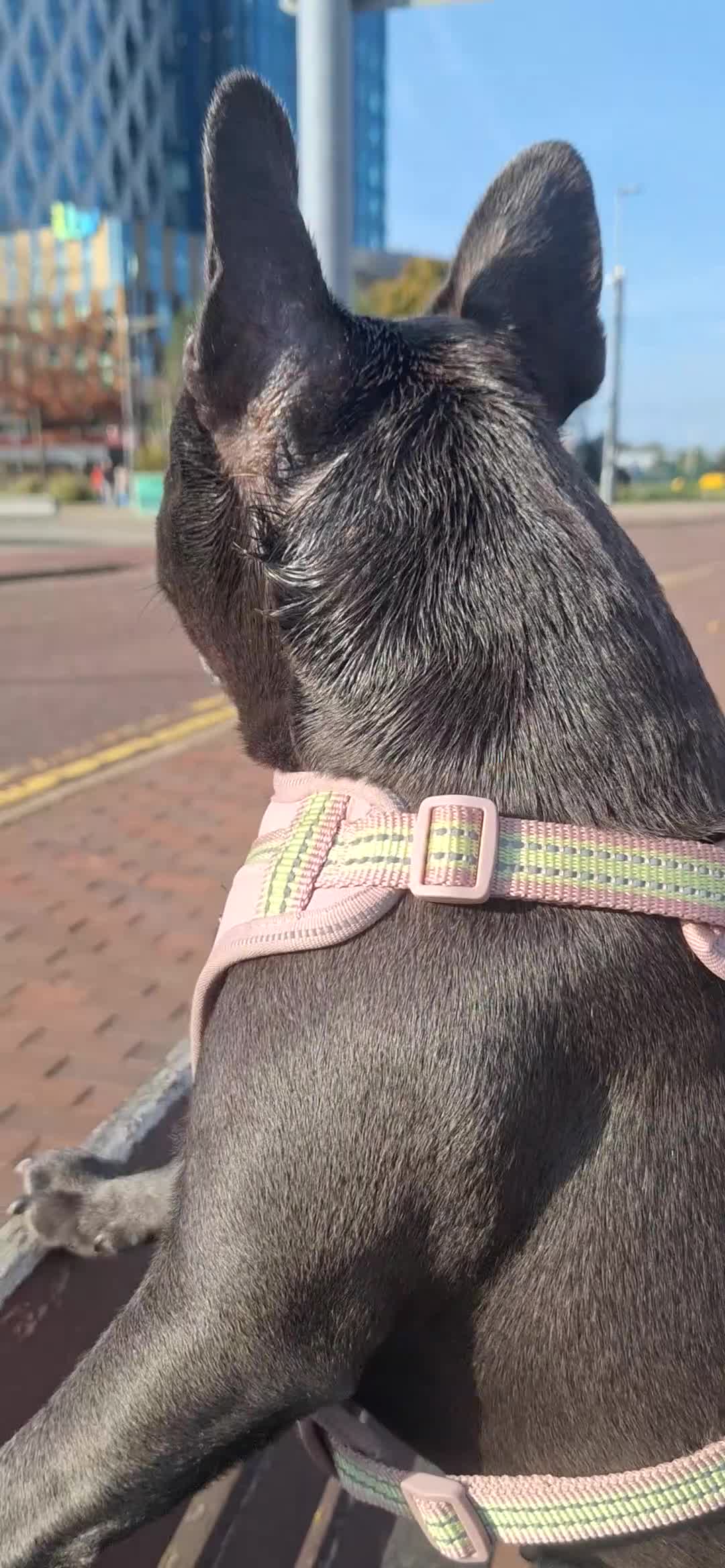 French Bulldog dogs for sale: Great Frenchie. 2 years old. Female - Video 3