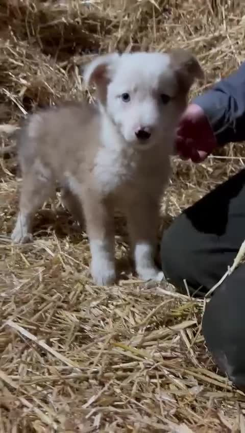 Mixed Breed dogs for sale: 4 collie x welsh collie pups  - Video 1