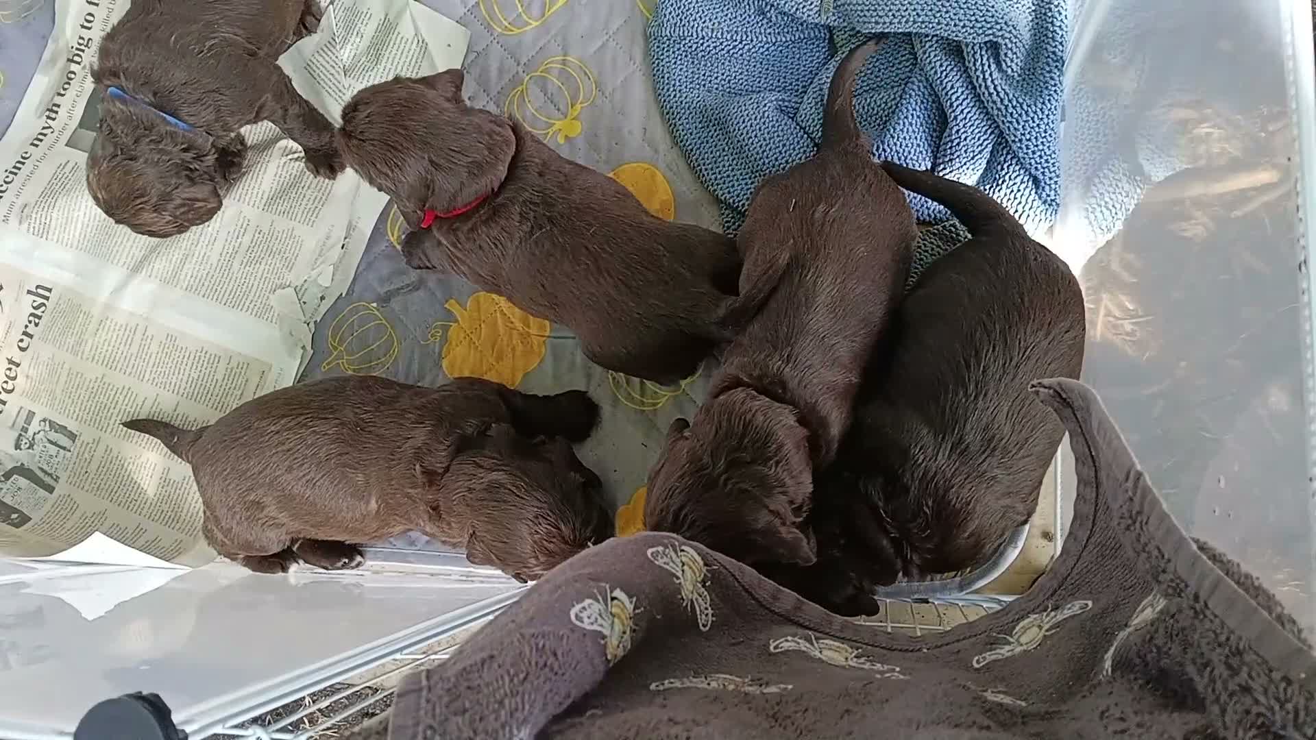 Sprocker dogs for sale: Sproker spaniel pups  - Video 2