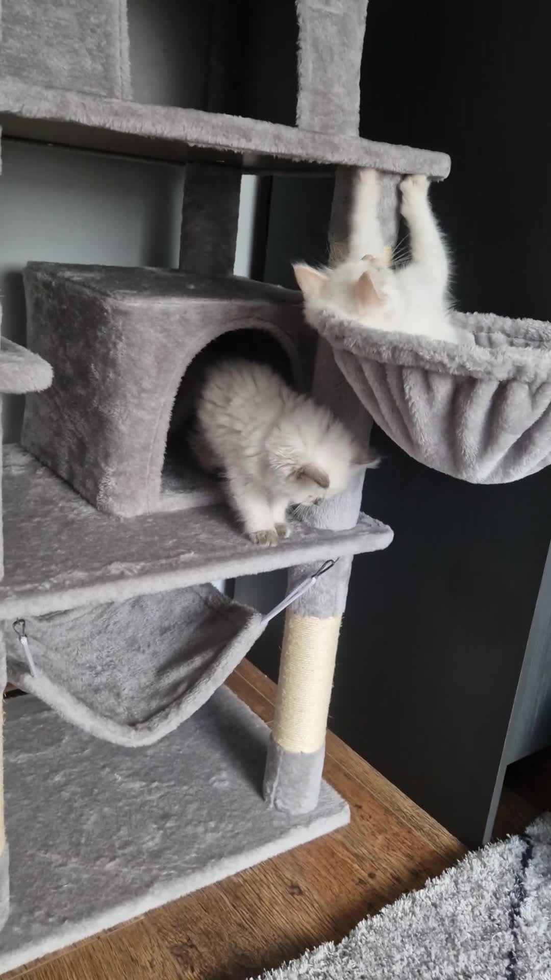 Ragdoll cats for sale: Beautiful Ragdoll Kitten  - Video 2