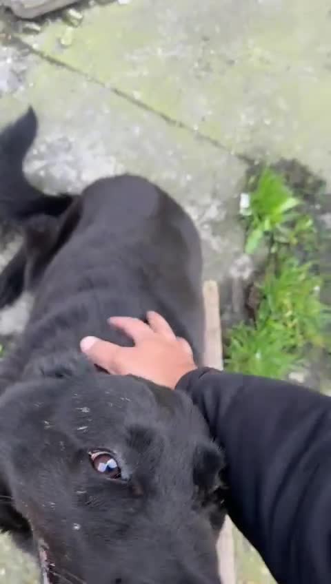 German Shepherd dogs for sale: Naomy/Sacha - Video 2