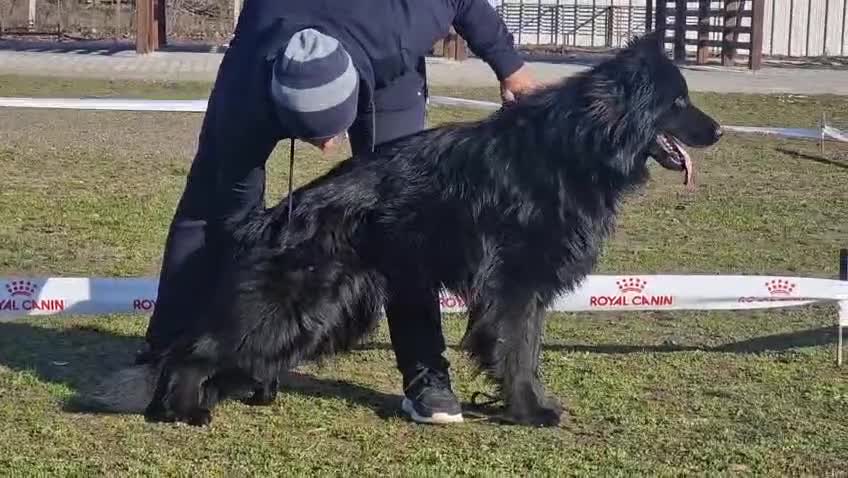German Shepherd dogs for stud: For Stud - Video 1