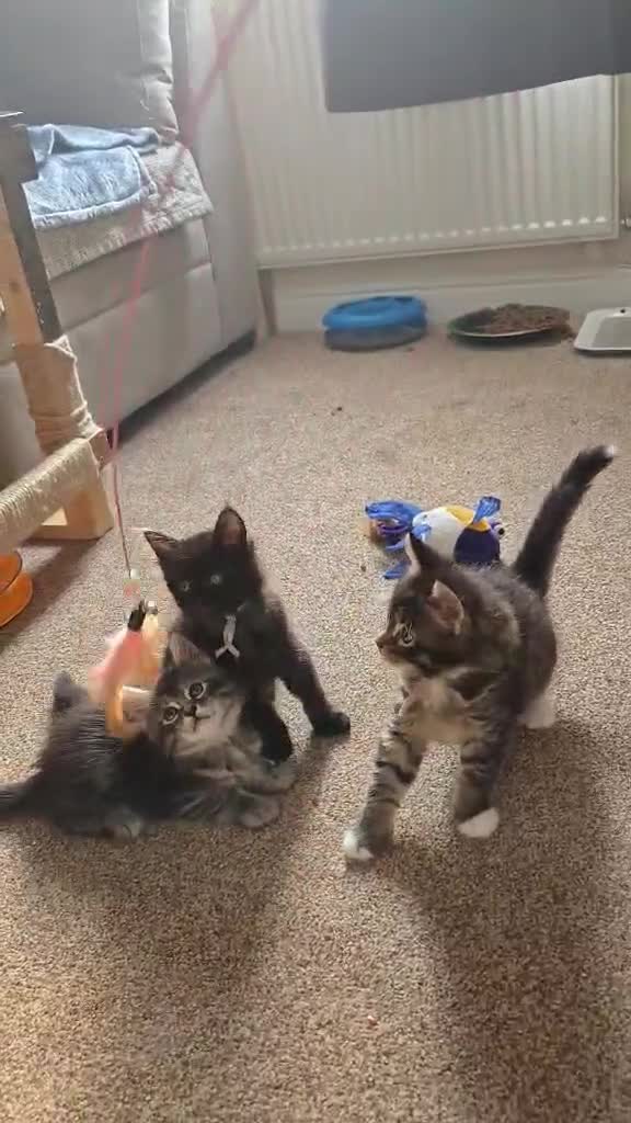 Maine Coon cats for sale: 3 Maine Coon kittens. - Video 1
