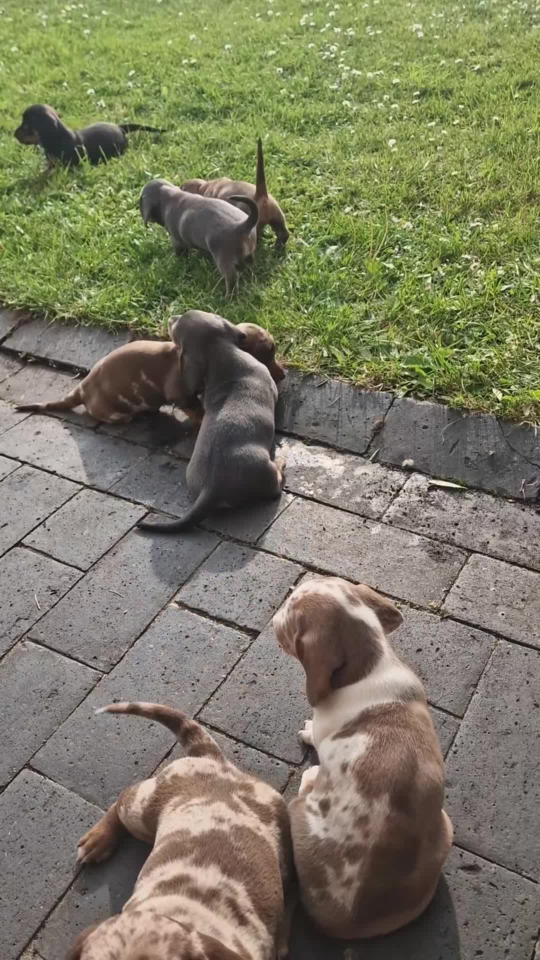 Dachshund dogs for sale: KC reg. Show Quality Standard Dachshund Girl in Ware - Video 4
