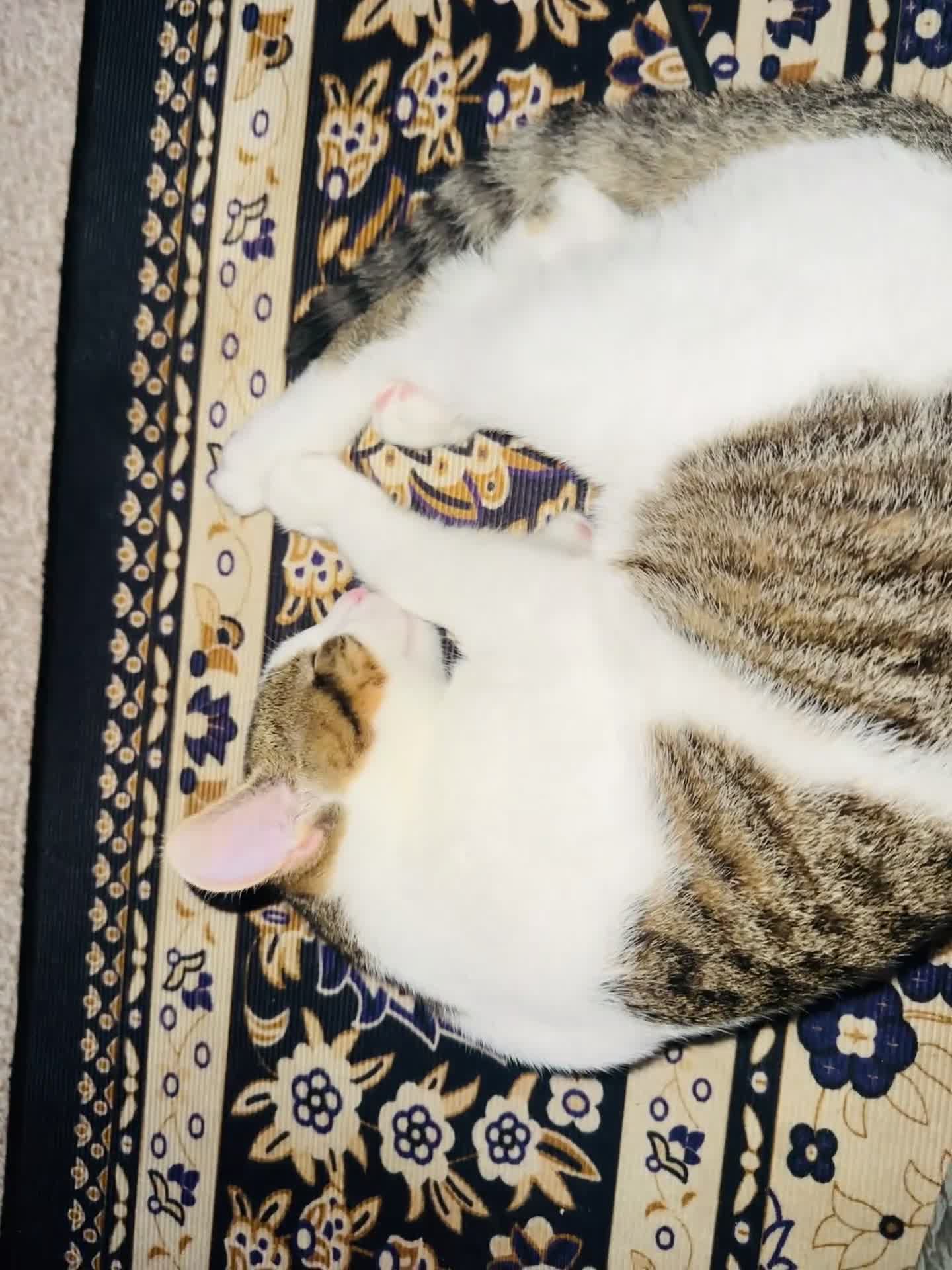 Asian cats for sale: Kitten  - Video 1