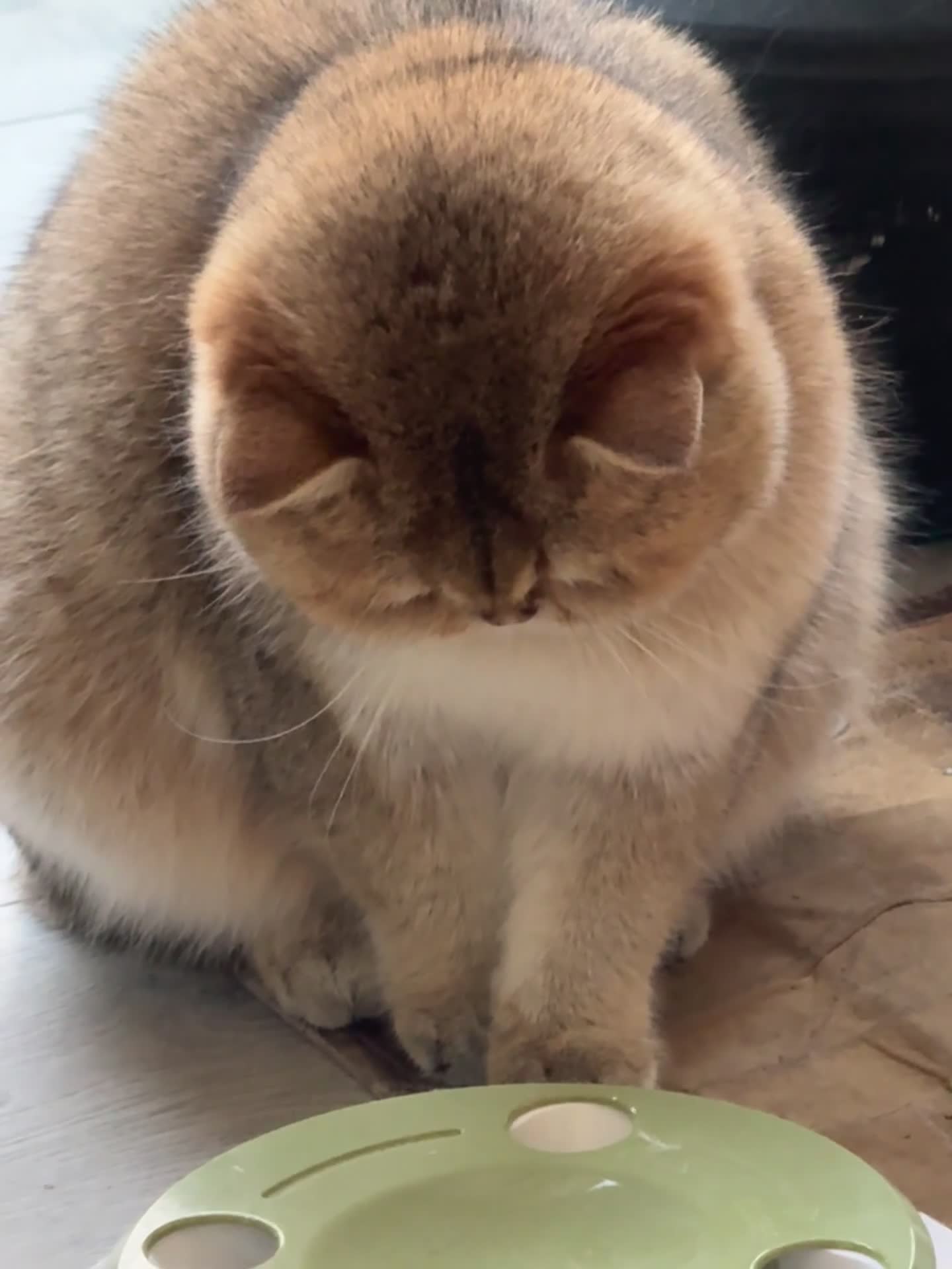 British Shorthair cats for sale: Rare British Shorthair Golden Chinchilla Cat 2yrs - Video 2