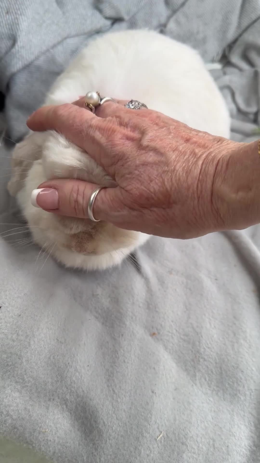 Mini Lop rabbits for sale: Stunning mini lop doe Very chilled pet/breeding - Video 1