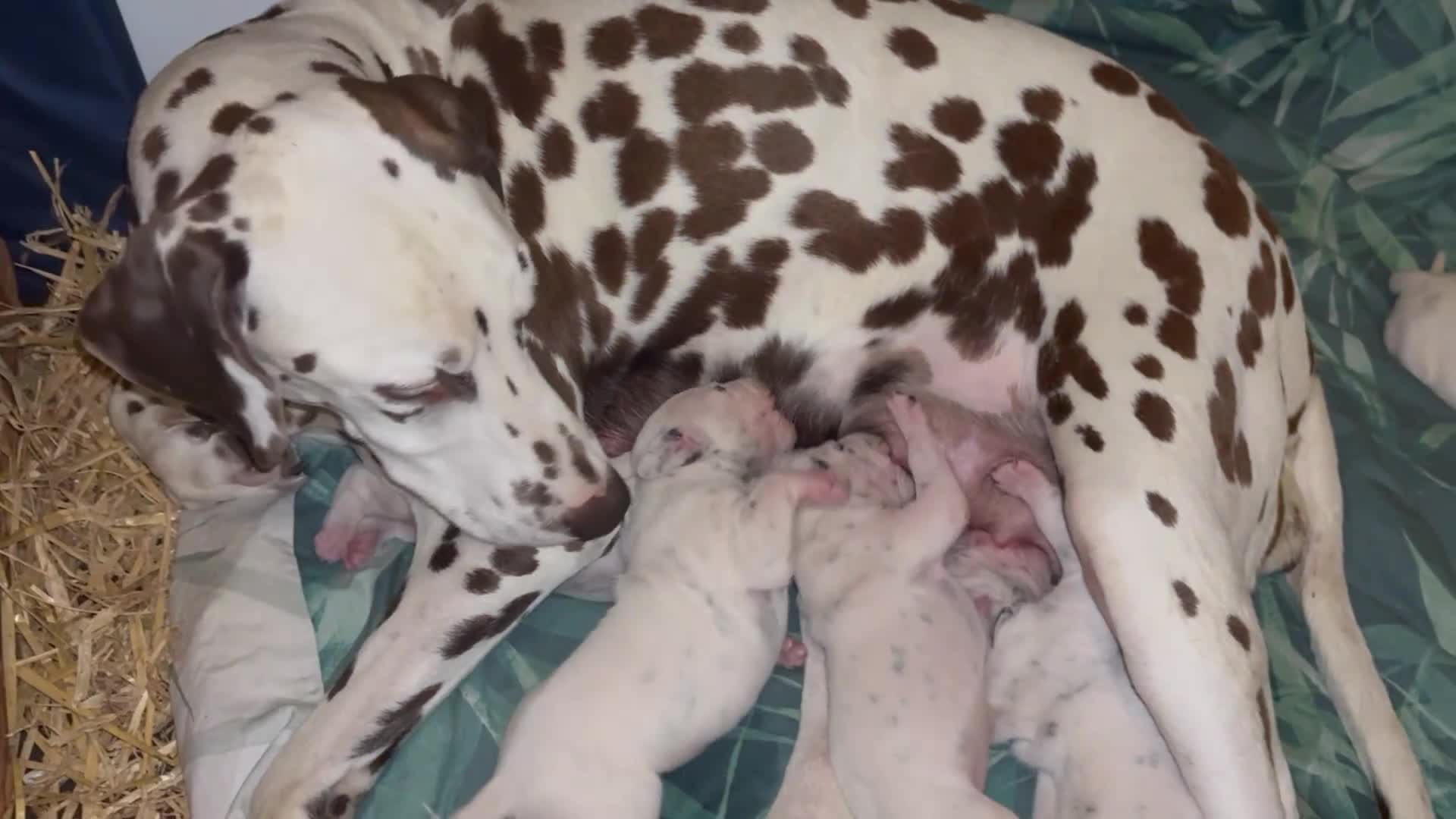 Dalmatian dogs for sale: Gorgeous chunky healthy Dalmatian puppies  - Video 3