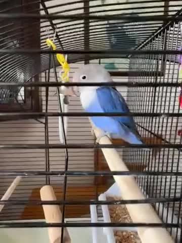 Lovebirds birds for sale: Blue/grey/white LOVEBIRD  - Video 2
