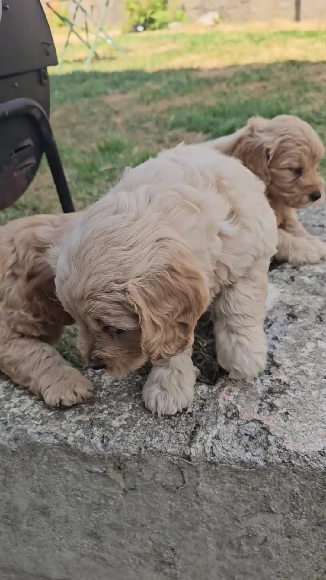 Mini Goldendoodle dogs for sale: Beautiful Mini Goldendoodle Ready Now - Video 2