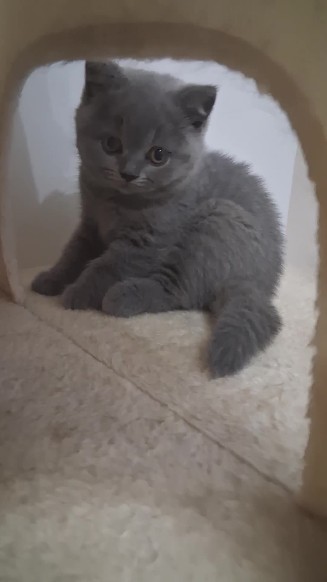 British Shorthair cats for sale: Betzy Bambi Bunny in Salford - Video 2