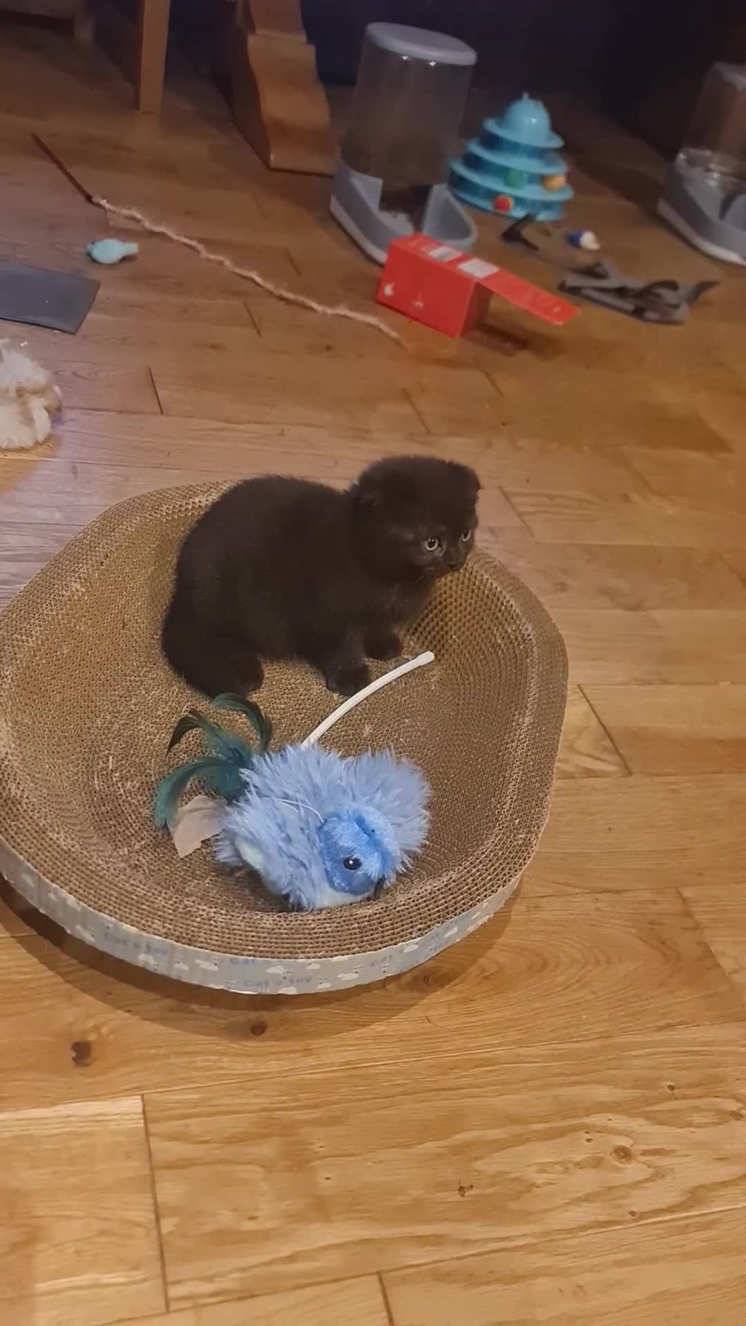 Scottish Fold cats for sale: Scottish Folds  4 Male 1 Female - Video 5