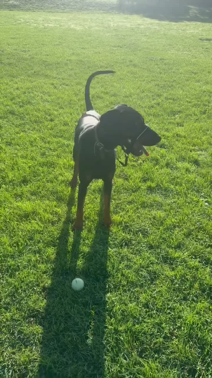 Dobermann dogs for stud: Diablo for stud - Video 1