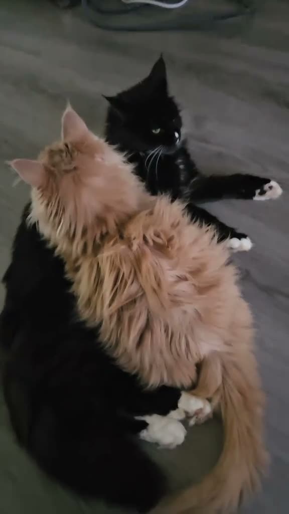 Maine Coon cats for sale: Maine coon tortie and tuxedo - Video 1