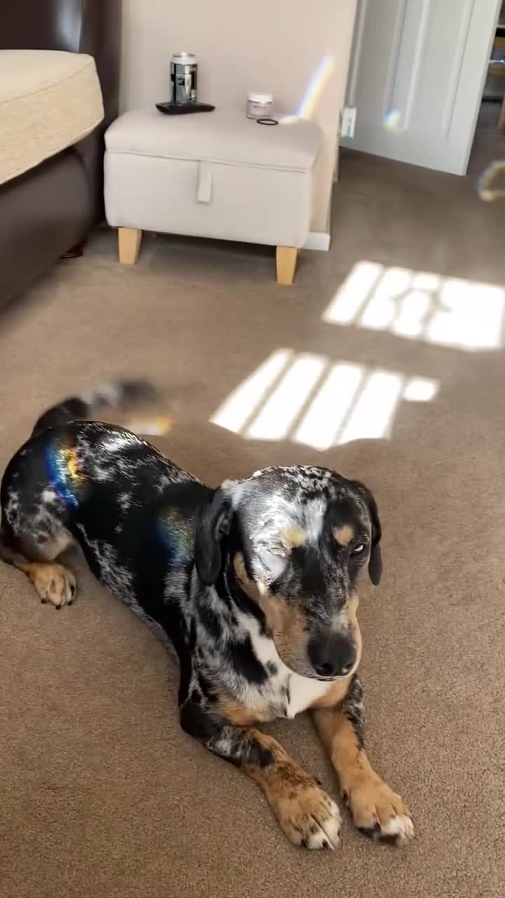 Dachshund dogs for sale: 1 year old Dachshund  - Video 2