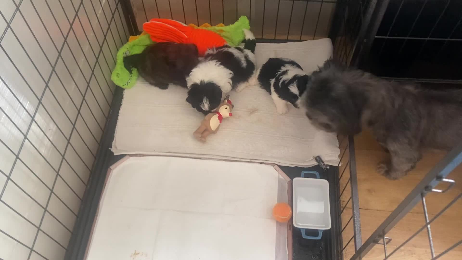 Shih Tzu dogs for sale: Pure breed Shih Tzu - Video 1
