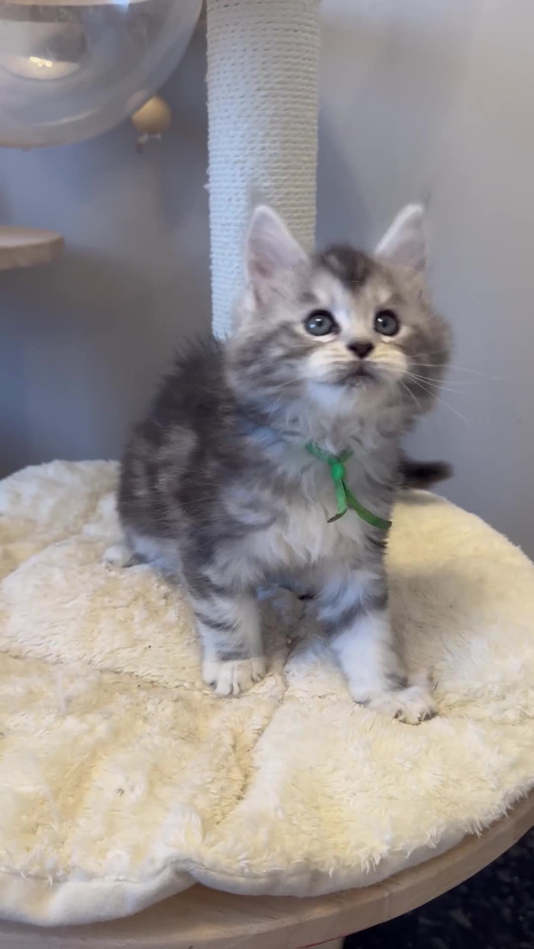 Maine Coon cats for sale: 🌟🌟Beautiful Maine Coon kittens🌟🌟 - Video 3