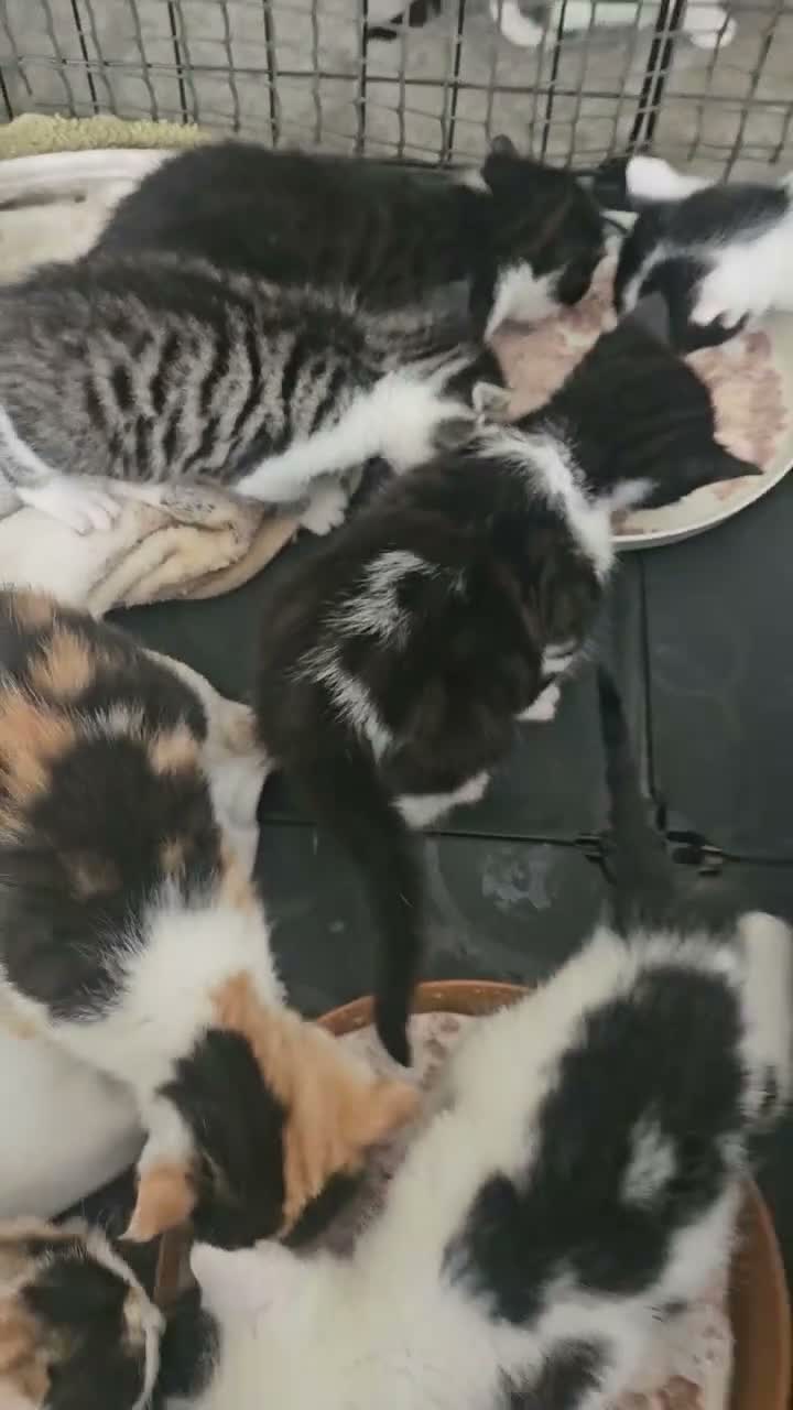 Mixed Breed cats for sale: Sweet kittens in London - Video 2