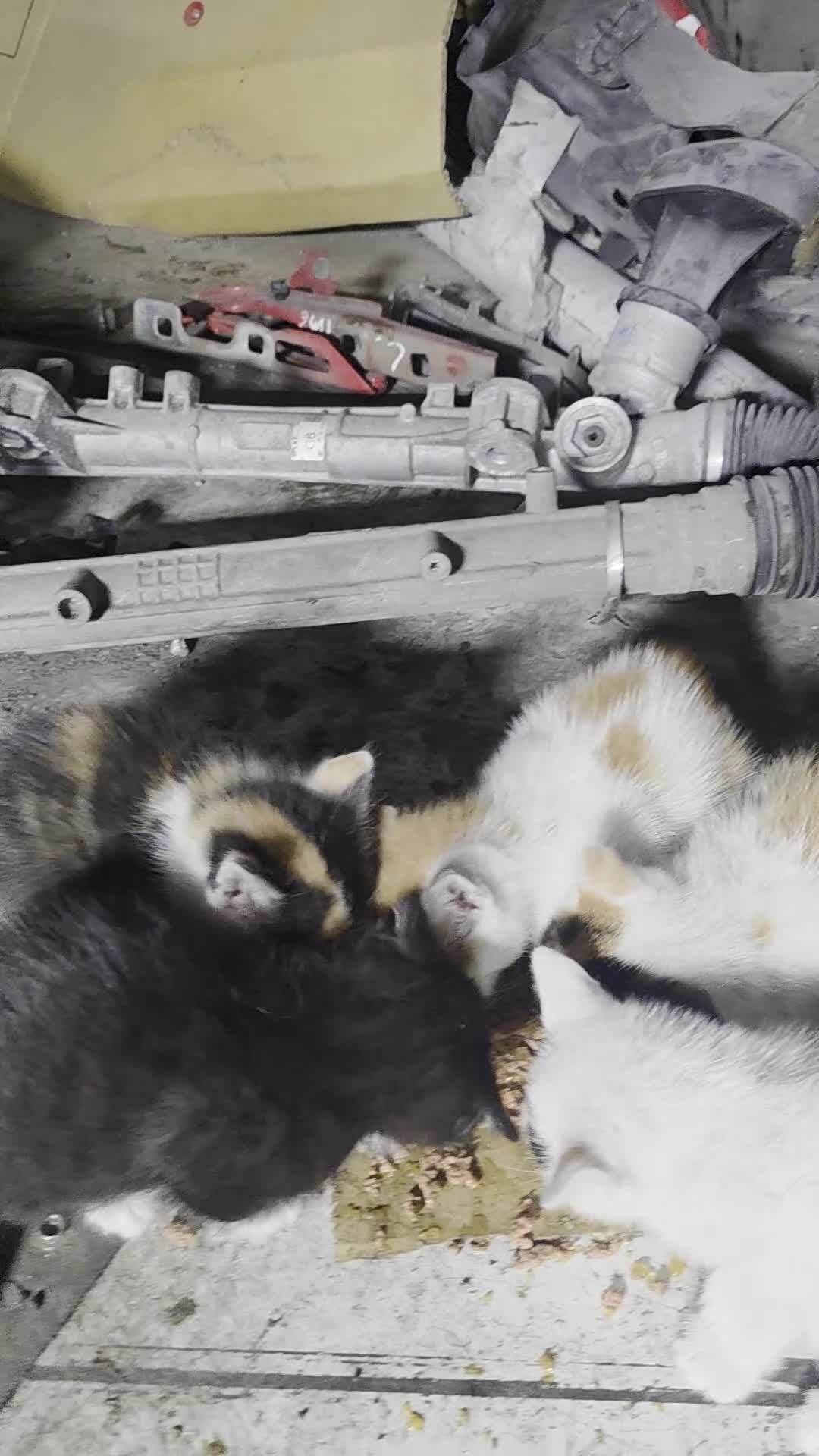 Mixed Breed cats for sale: Mixed breeding all kittens healthy very friendly - Video 2