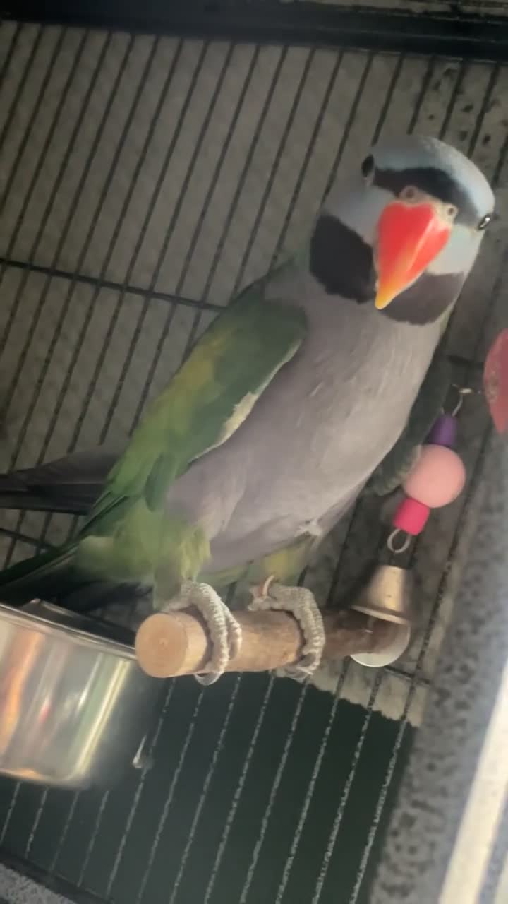 Parakeets birds for sale: Lord Darbyan parakeet   in Leamington Spa - Video 1