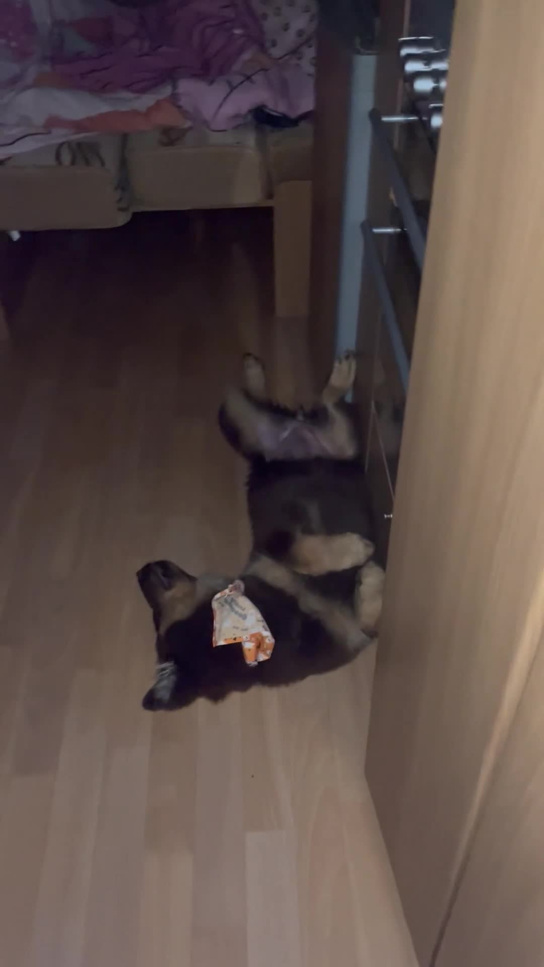 German Shepherd dogs for sale: Queenie a liver German shepherd  - Video 2