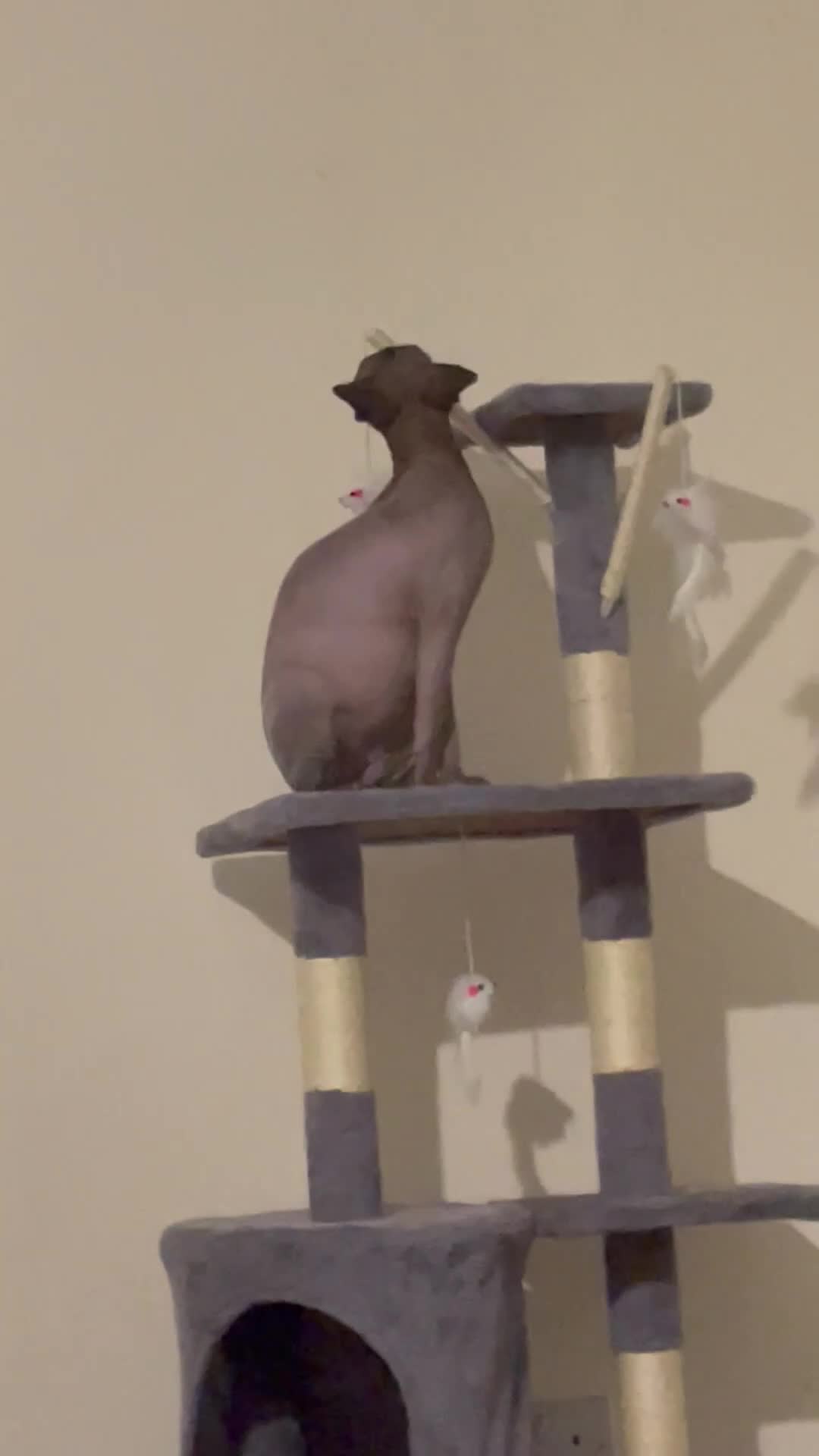 Sphynx cats for sale: Blue sphynx cat  - Video 1