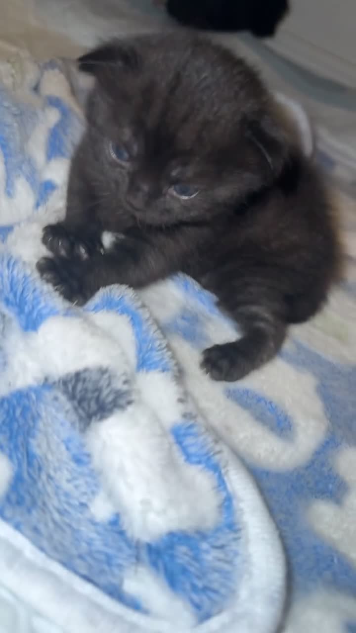 British Shorthair cats for sale: Two black female kittens  - Video 2