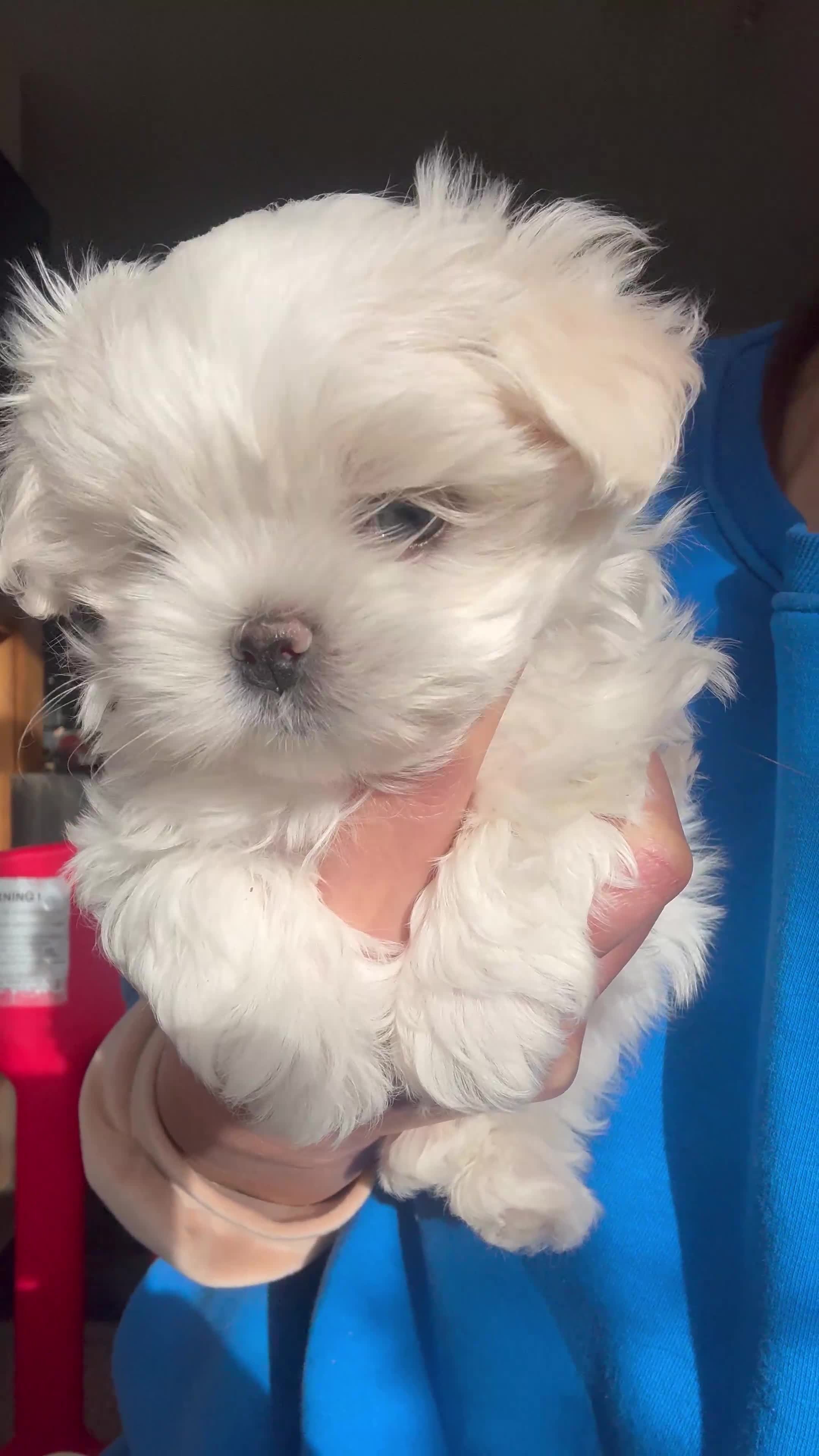 Maltese dogs for sale: Exceptional quality KC reg tiny Maltese  - Video 2