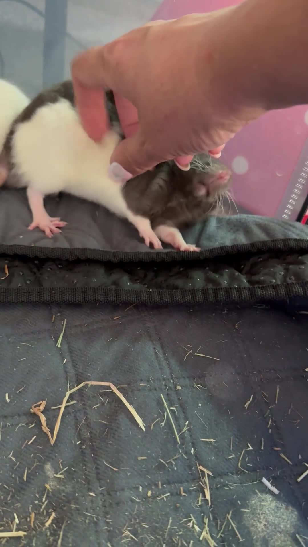 Rat rodents for sale: Baby Rats - Dumbo & Rex  - Video 1