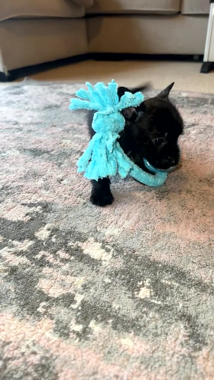 Mixed Breed dogs for sale: West highland cross Scottish terriers 2 left!  - Video 3