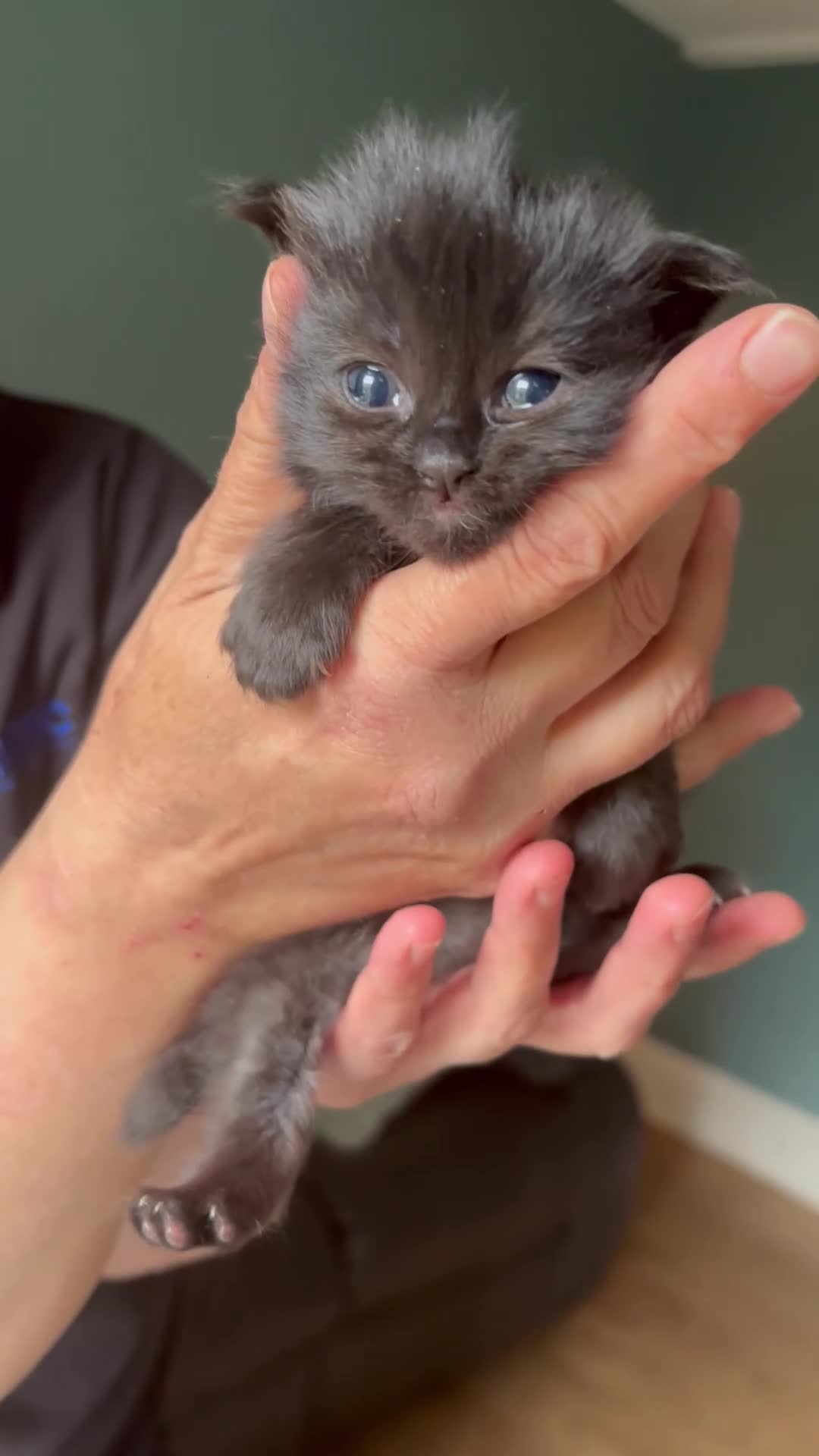 Ragdoll cats for sale: Ragdoll/persian mix - Video 1