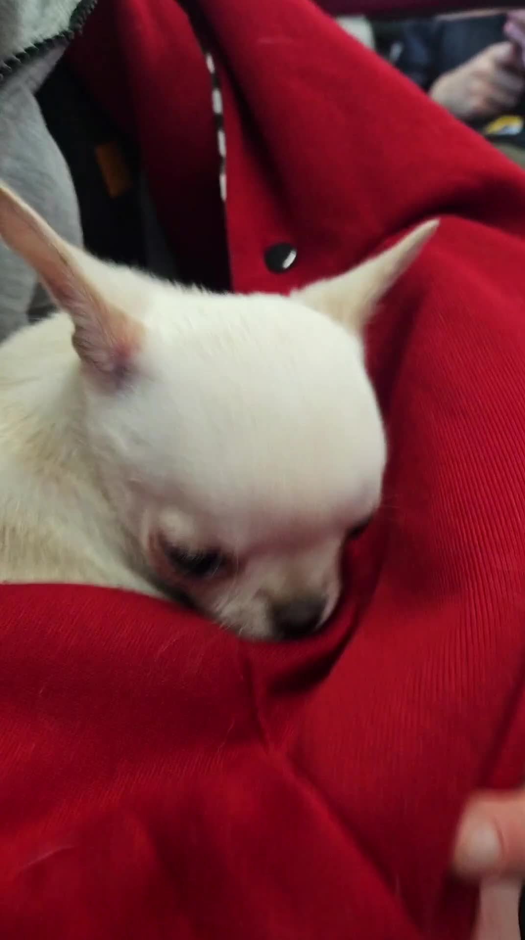 Chihuahua dogs for sale: Teeny Chihuahua Pup   - Video 4