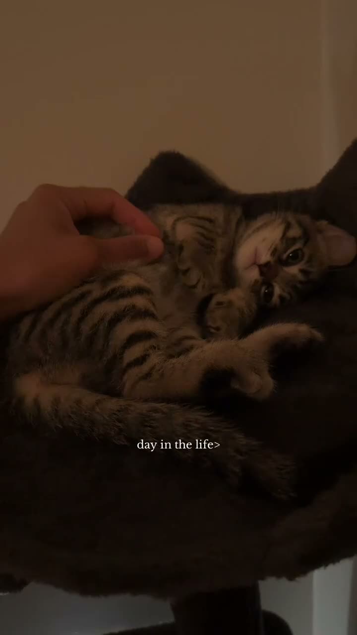 Toyger cats for sale: Gorgeous boy tabby kitten  - Video 2