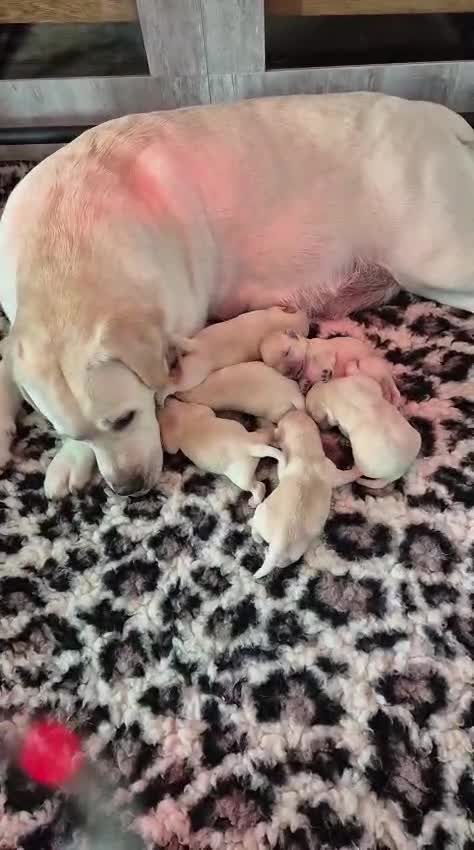 Labrador Retriever dogs for sale: Chunky Yellow puppies arrived 29th October. - Video 2