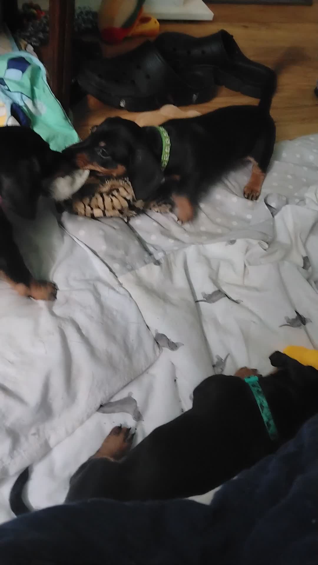 Dachshund dogs for sale: Stunning litter of dachshund puppies - Video 2
