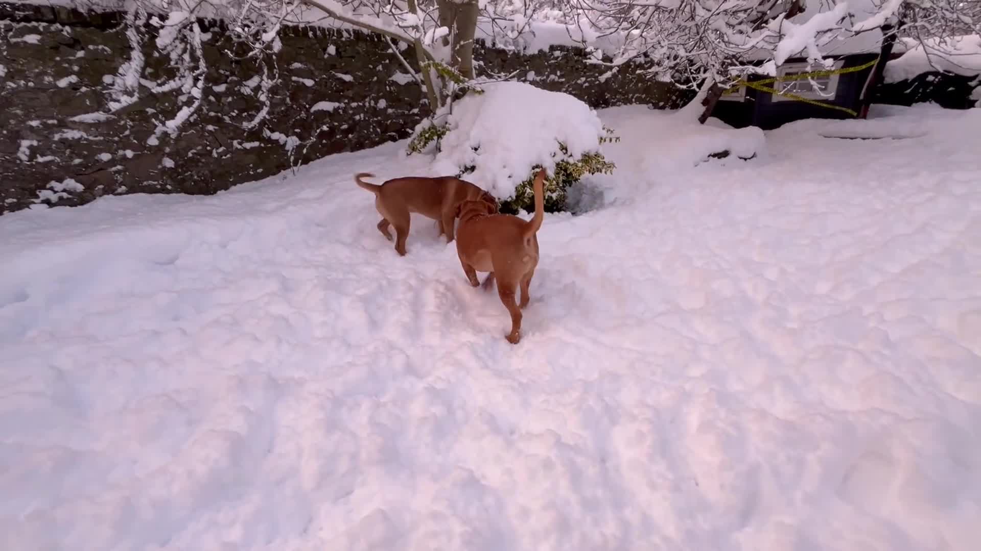 Mixed Breed dogs for sale: Ultimate Mastiff “Budley” - Video 1