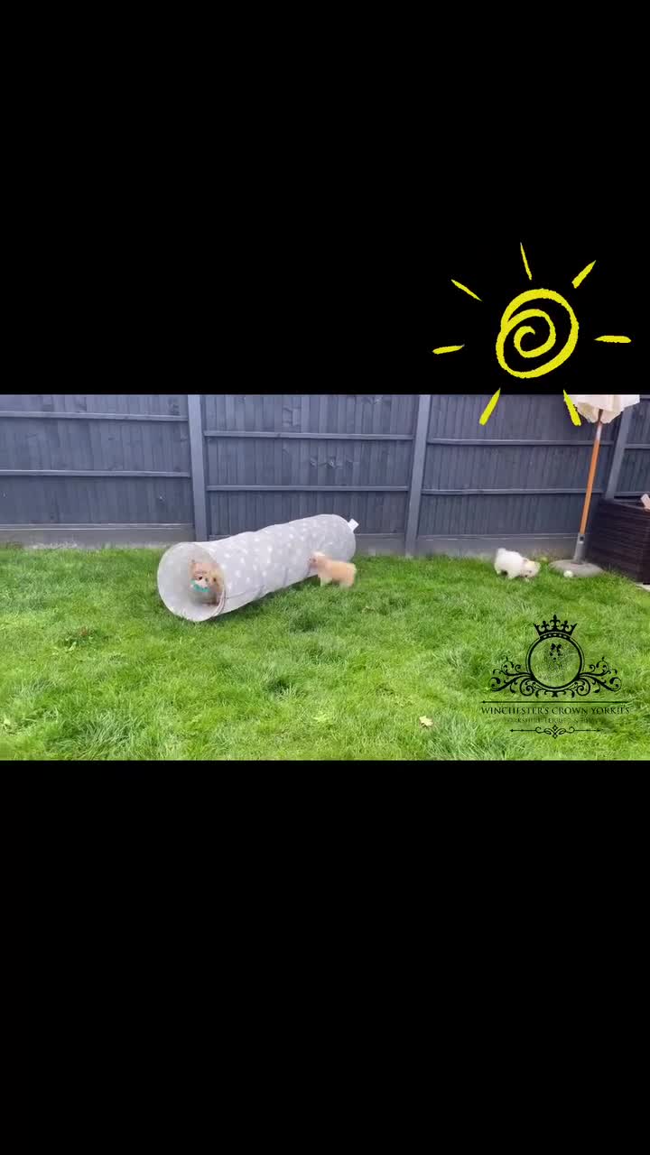 Yorkshire Terrier dogs for sale: ❤️Only 1 Girl left Golddust YT🥇Champion heritage! - Video 2