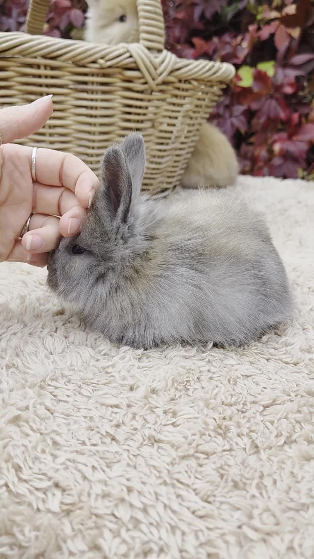Angora rabbits for sale: Fluffy Baby Angora For Sale - Ready 26th Oct  - Video 1